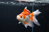 Ryukin Long Tail Red White 5 Inch (ID#411Ry8a-4) Free2Day SHIPPING
