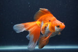 Ryukin Long Tail Red White 5 Inch (ID#1231Ry7b-2) Free2Day SHIPPING