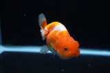 Juvenile Lionchu  Red White 3.5 Inch (ID#1220R11b-12) Free2Day SHIPPING