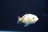 Baby Ranchu  Calico 2.5 Inch (ID#1022R9c-53) Free2Day SHIPPING