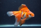 Ryukin Long Tail Red White 5 Inch (ID#1231Ry7b-2) Free2Day SHIPPING