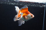 Ryukin Long Tail Red White 5 Inch (ID#411Ry8a-4) Free2Day SHIPPING