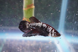 Black    Samurai Plakat Male Betta (ID#801-M612) Free2Day SHIPPING