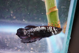 Black    Samurai Plakat Male Betta (ID#801-M612) Free2Day SHIPPING