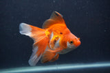 Ryukin Long Tail Red White 5 Inch (ID#1231Ry7b-2) Free2Day SHIPPING