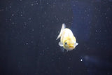 Baby Ranchu  Calico 2.5 Inch (ID#1022R9c-54) Free2Day SHIPPING