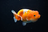 Juvenile Lionchu  Red White 3.5 Inch (ID#1220R11b-12) Free2Day SHIPPING