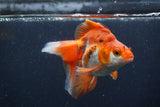 Ryukin Long Tail Red White 5 Inch (ID#1231Ry7b-2) Free2Day SHIPPING