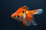 Ryukin Long Tail Red White 5 Inch (ID#1231Ry7b-2) Free2Day SHIPPING