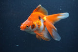 Ryukin Long Tail Red White 5 Inch (ID#1231Ry7b-2) Free2Day SHIPPING