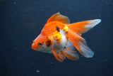 Ryukin Long Tail Red White 5 Inch (ID#1231Ry7b-2) Free2Day SHIPPING