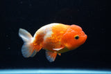 Juvenile Lionchu  Red White 4 Inch (ID#1220R11b-13) Free2Day SHIPPING