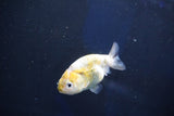 Baby Ranchu  Calico 2.5 Inch (ID#1022R9c-54) Free2Day SHIPPING