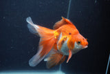 Ryukin Long Tail Red White 5 Inch (ID#1231Ry7b-2) Free2Day SHIPPING