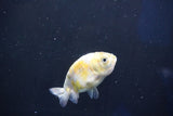 Baby Ranchu  Calico 2.5 Inch (ID#1022R9c-54) Free2Day SHIPPING