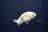 Baby Ranchu  Calico 2.5 Inch (ID#1022R9c-54) Free2Day SHIPPING