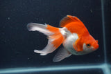 Ryukin Long Tail Red White 5 Inch (ID#1231Ry7b-3) Free2Day SHIPPING