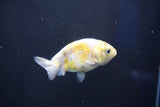 Baby Ranchu  Calico 2.5 Inch (ID#1022R9c-54) Free2Day SHIPPING