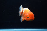 Juvenile Lionchu  Red White 4 Inch (ID#1220R11b-13) Free2Day SHIPPING