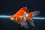 Ryukin Long Tail Red White 5 Inch (ID#1231Ry7b-3) Free2Day SHIPPING