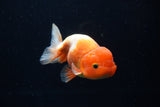 Juvenile Lionchu  Red White 4 Inch (ID#1220R11b-13) Free2Day SHIPPING