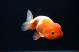 Juvenile Lionchu  Red White 4 Inch (ID#1220R11b-13) Free2Day SHIPPING