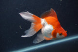 Ryukin Long Tail Red White 5 Inch (ID#1231Ry7b-3) Free2Day SHIPPING