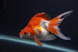 Ryukin Long Tail Red White 5 Inch (ID#1231Ry7b-3) Free2Day SHIPPING