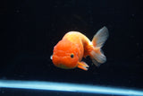 Juvenile Lionchu  Red White 4 Inch (ID#1220R11b-13) Free2Day SHIPPING