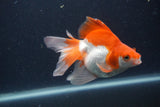 Ryukin Long Tail Red White 5 Inch (ID#1231Ry7b-3) Free2Day SHIPPING