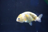 Baby Ranchu  Calico 2.5 Inch (ID#1022R9c-55) Free2Day SHIPPING