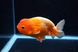 Juvenile Lionchu  Red White 4 Inch (ID#1220R11b-13) Free2Day SHIPPING