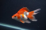 Ryukin Long Tail Red White 5 Inch (ID#1231Ry7b-3) Free2Day SHIPPING