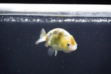 Baby Ranchu  Calico 2.5 Inch (ID#1022R9c-55) Free2Day SHIPPING