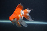 Ryukin Long Tail Red White 5 Inch (ID#1231Ry7b-3) Free2Day SHIPPING