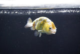 Baby Ranchu  Calico 2.5 Inch (ID#1022R9c-55) Free2Day SHIPPING