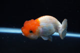 Juvenile Lionchu  Red White 3.5 Inch (ID#1220R11b-14) Free2Day SHIPPING