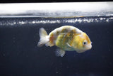 Baby Ranchu  Calico 2.5 Inch (ID#1022R9c-55) Free2Day SHIPPING