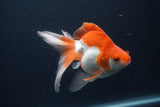 Ryukin Long Tail Red White 5 Inch (ID#1231Ry7b-3) Free2Day SHIPPING