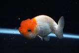 Juvenile Lionchu  Red White 3.5 Inch (ID#1220R11b-14) Free2Day SHIPPING