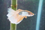 Dumbo   Multicolor Halfmoon Male Betta (ID#801-M614) Free2Day SHIPPING