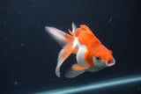 Ryukin Long Tail Red White 5 Inch (ID#1231Ry7b-3) Free2Day SHIPPING