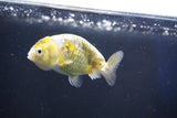 Baby Ranchu  Calico 2.5 Inch (ID#1022R9c-55) Free2Day SHIPPING