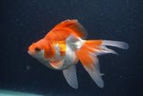 Ryukin Long Tail Red White 5 Inch (ID#1231Ry7b-3) Free2Day SHIPPING