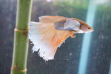 Dumbo   Multicolor Halfmoon Male Betta (ID#801-M614) Free2Day SHIPPING