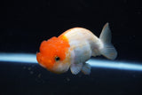 Juvenile Lionchu  Red White 3.5 Inch (ID#1220R11b-14) Free2Day SHIPPING