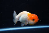 Juvenile Lionchu  Red White 3.5 Inch (ID#1220R11b-14) Free2Day SHIPPING