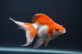 Ryukin Long Tail Red White 5 Inch (ID#1231Ry7b-3) Free2Day SHIPPING