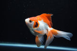 Ryukin  Red White 4.5 Inch (ID#221Ry8a-24) Free2Day SHIPPING