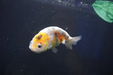 Baby Ranchu  Calico 2.5 Inch (ID#1022R9c-56) Free2Day SHIPPING